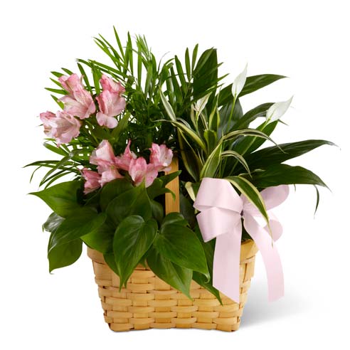 Beautiful Life Dish Garden