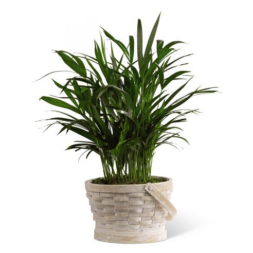 Sympathy palm plant in basket for delivery today 