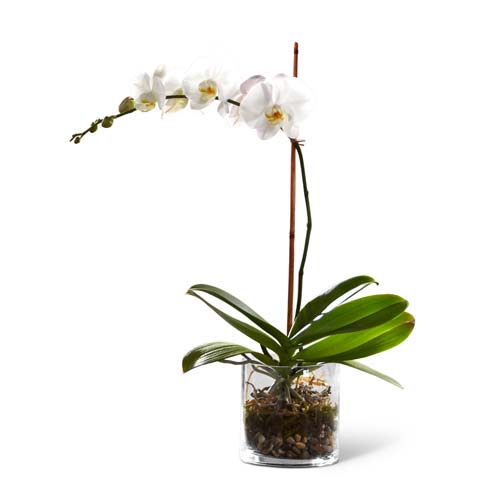 A Bouquet of Phalaenopsis Orchid Plant and River Rocks in a Glass Cylinder Planter