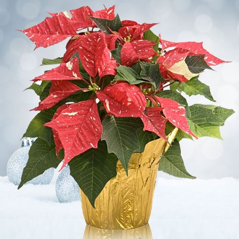 Red And White Christmas Poinsettia At Send Flowers