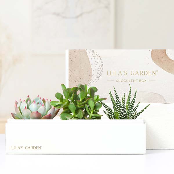Lula's Garden ® Brilliant Jewel Succulent Gift