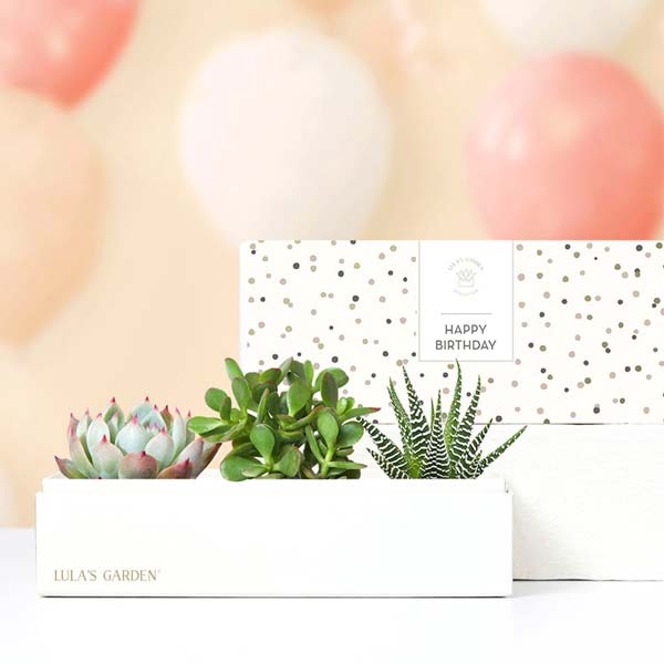 Lula's Garden Birthday Jewel Succulent Gift Set