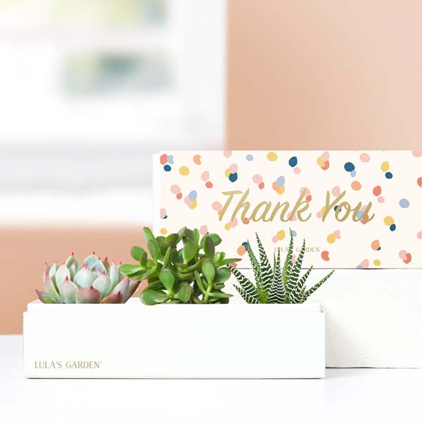 Lula's Garden Thank You Jewel Succulent Gift Set