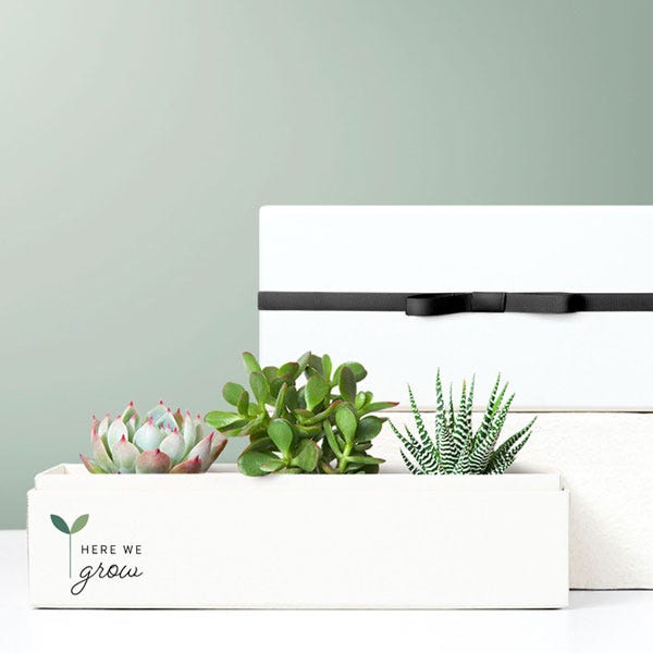Back to School Succulent Jewel Planter