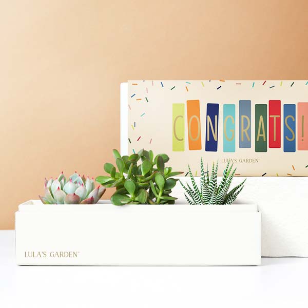 Lula's Garden Congratulations Jewel Succulent Gift Set