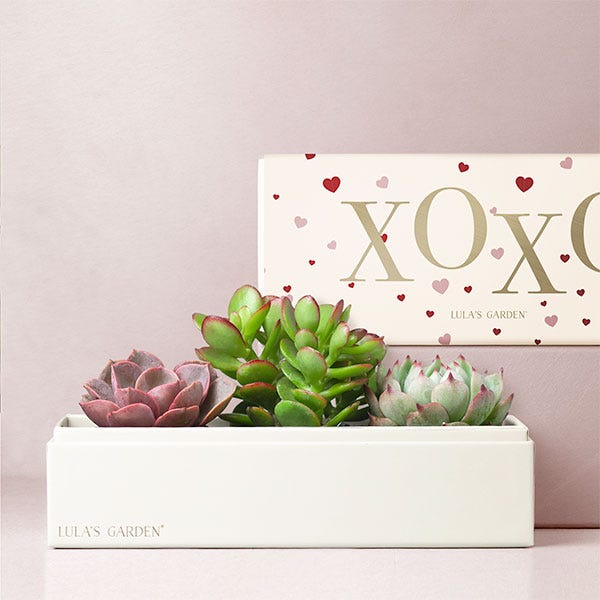 Lula's Garden XOXO Jewel Succulent Gift Set