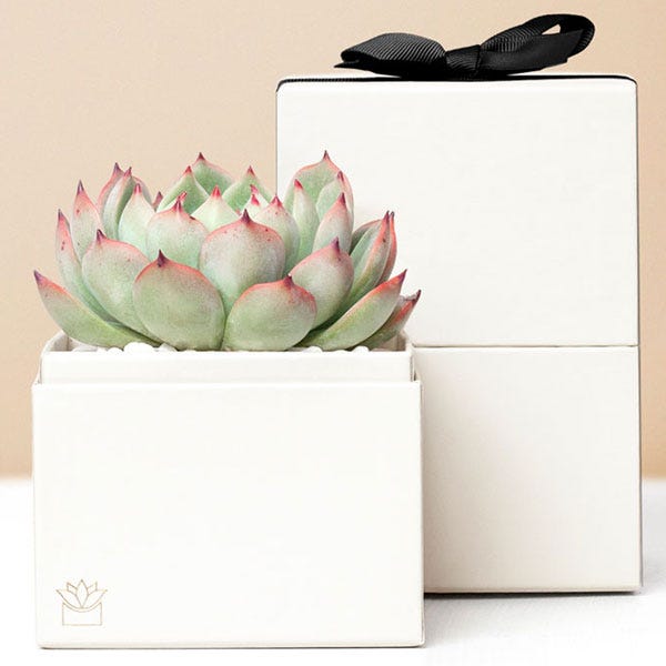 Lula's Garden ® Forever Bliss Succulent Gift