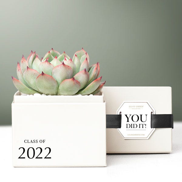 Lula's Garden® Class of 2022! Bliss Succulent Garden