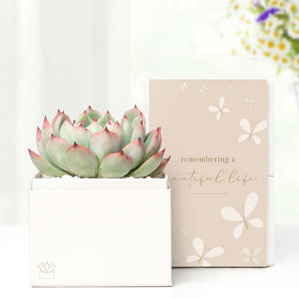 Remembering a Beautiful Life Lula's Garden ® Bliss Succulent Gift