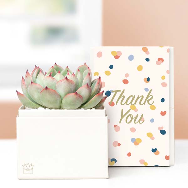 Lula's Garden ® Thank You Bliss Succulent Gift
