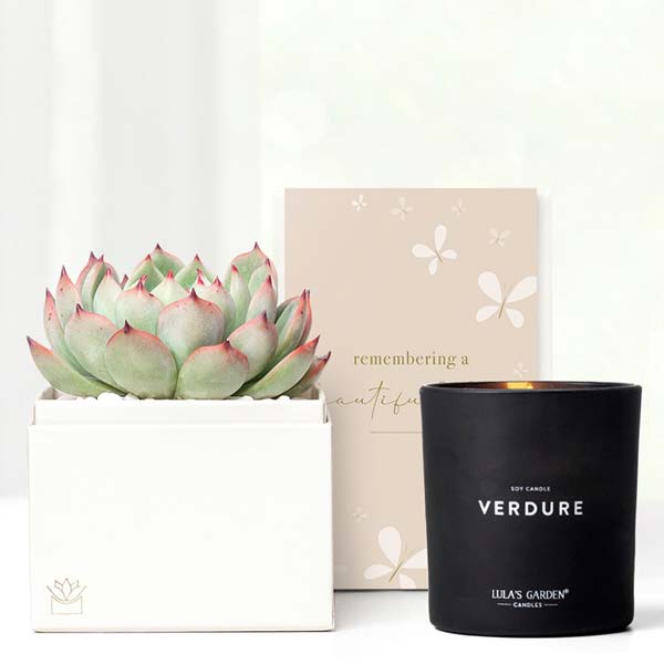 Remembering a Beautiful Life Lula's Garden ® Bliss Succulent Gift Set