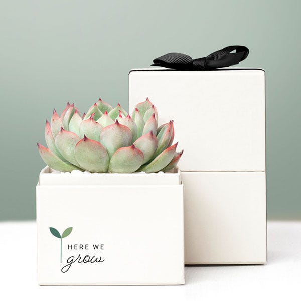 Back to School Succulent Bliss Planter