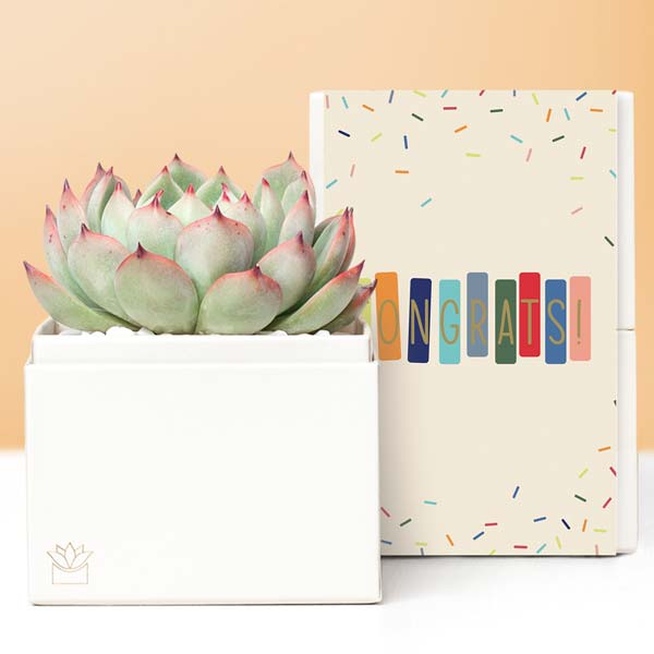 Lula's Garden ® Congratulations Bliss Succulent Gift