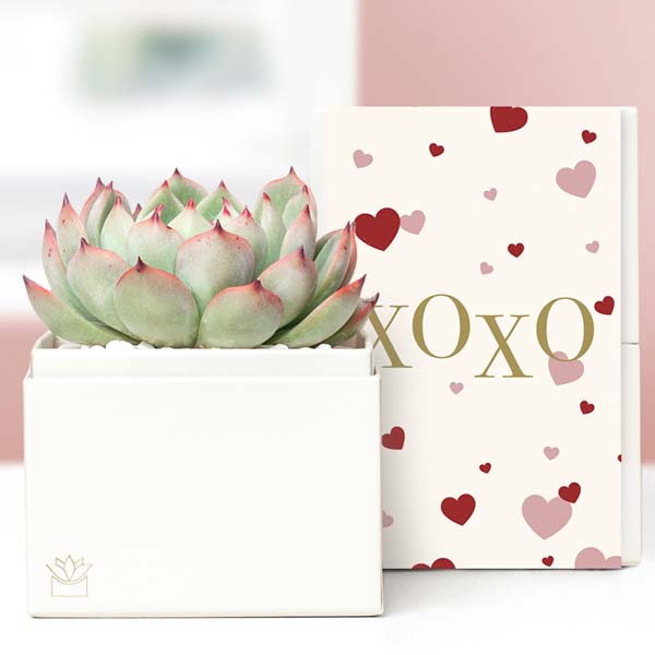 Lula's Garden ® XOXO Sweetheart Bliss Succulent Gift