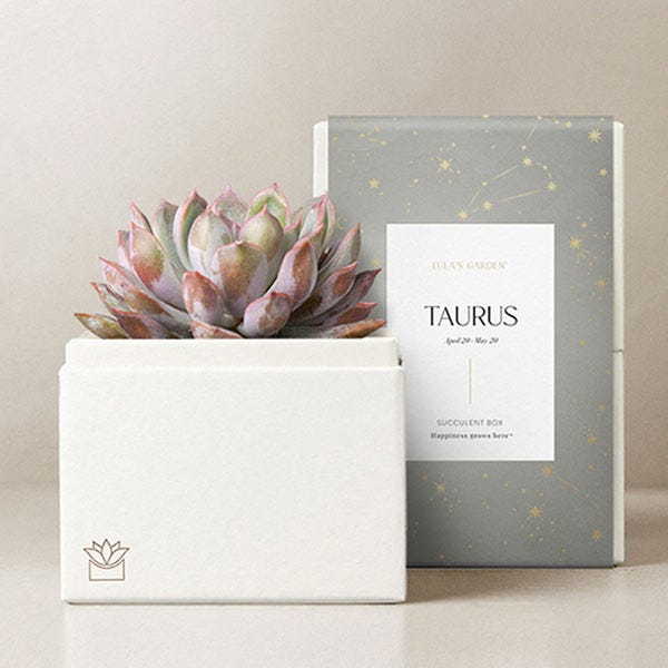 Lula's Garden ® Taurus Birthday Bliss Succulent Gift