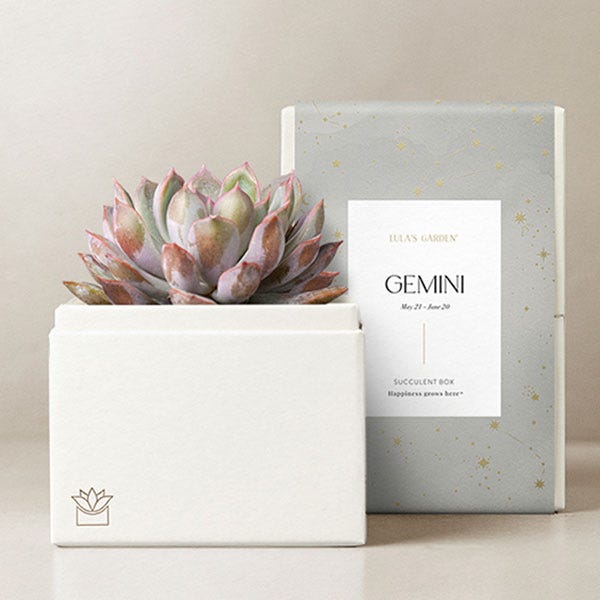 Lula's Garden ® Gemini Birthday Bliss Succulent Gift