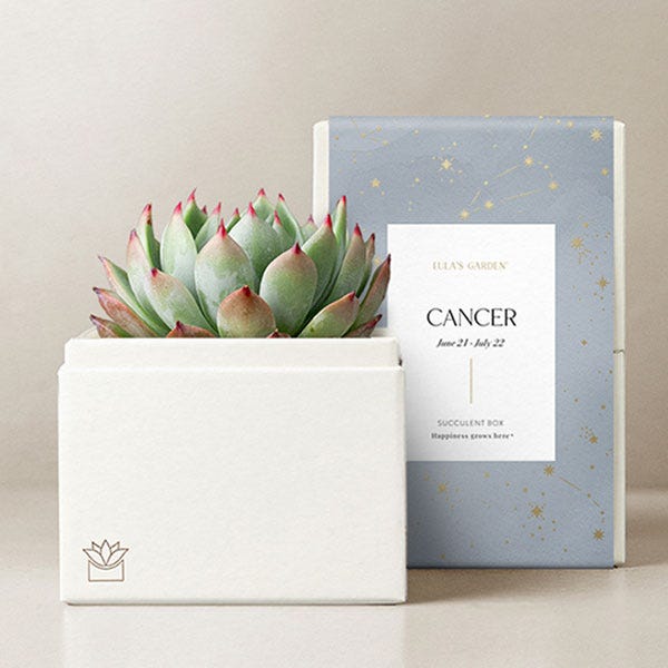 Lula's Garden ® Cancer Birthday Bliss Succulent Gift