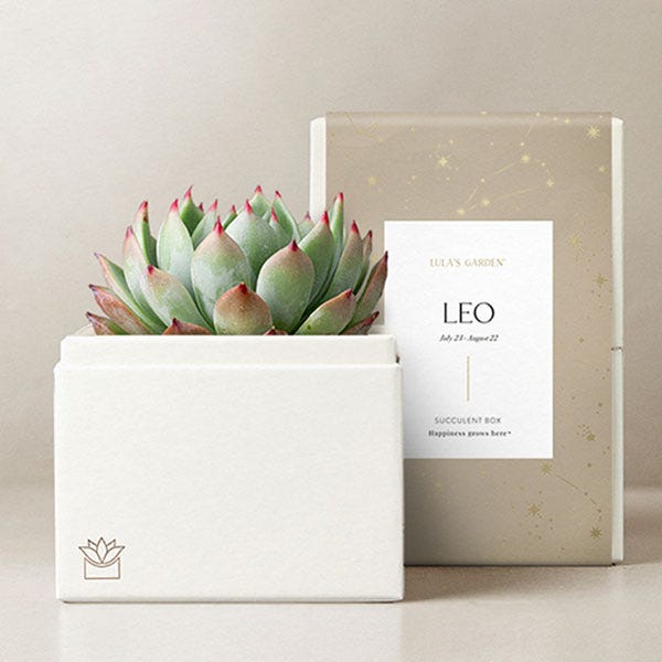 Lula's Garden ® Leo Birthday Bliss Succulent Gift