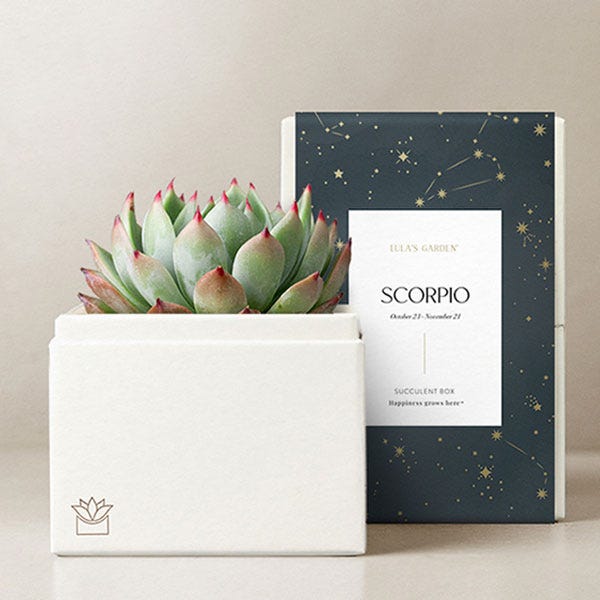 Lula's Garden ® Scorpio Birthday Bliss Succulent Gift