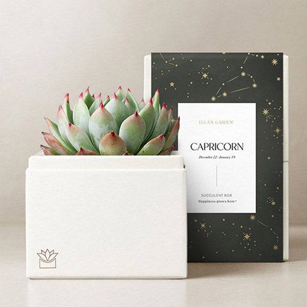 Lula's Garden ® Capricorn Birthday Bliss Succulent Gift