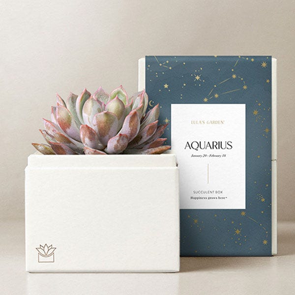 Lula's Garden ® Aquarius Birthday Bliss Succulent Gift
