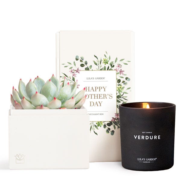 Lula's Garden ® Mother's Day Bliss Succulent Garden Gift Set at Send