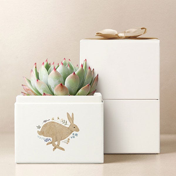 Lula's Garden ® Easter Bliss Succulent Garden