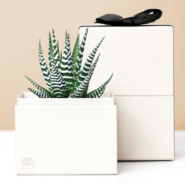 Lula's Garden ® Succulent Zebra Garden