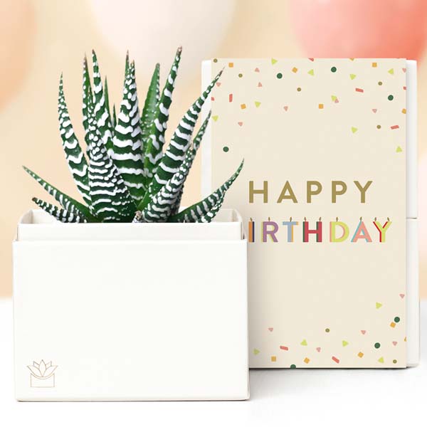 Lula's Garden ® Happy Birthday Zebra Succulent Gift