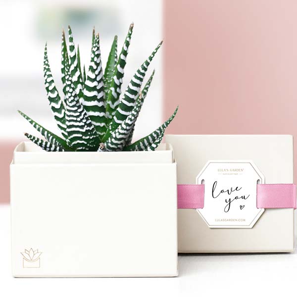 Lula's Garden ® I Love You Zebra Succulent Gift