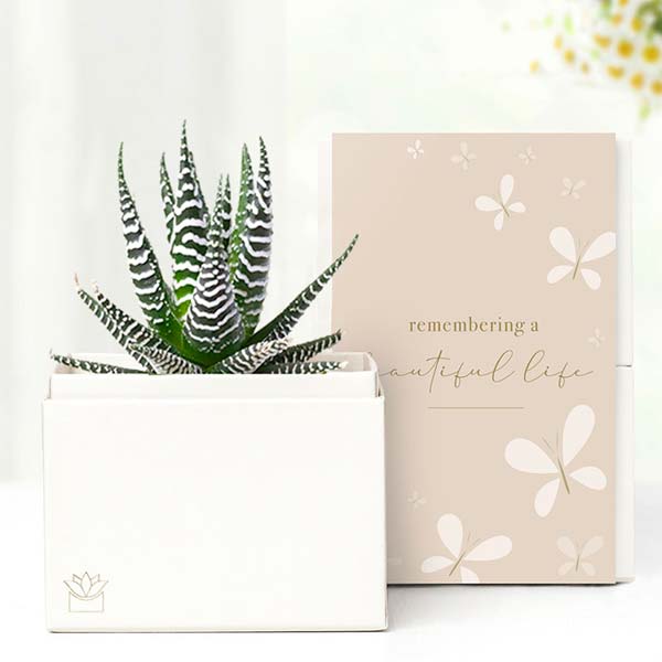 Remembering a Beautiful Life Lula's Garden ® Zebra Succulent Gift