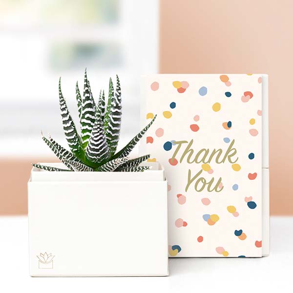 Lula's Garden ® Many Thanks Zebra Succulent