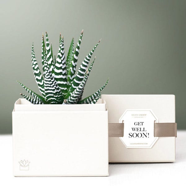 Lula's Garden ® Get Well Soon Potted Zebra Succulent