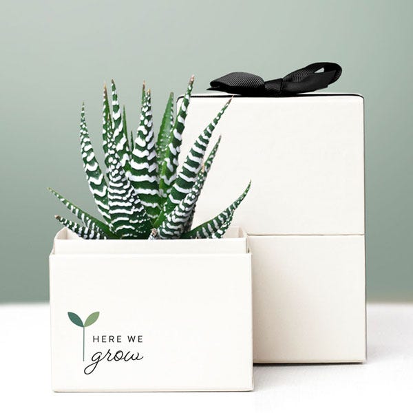 Back to School Succulent Zebra Planter