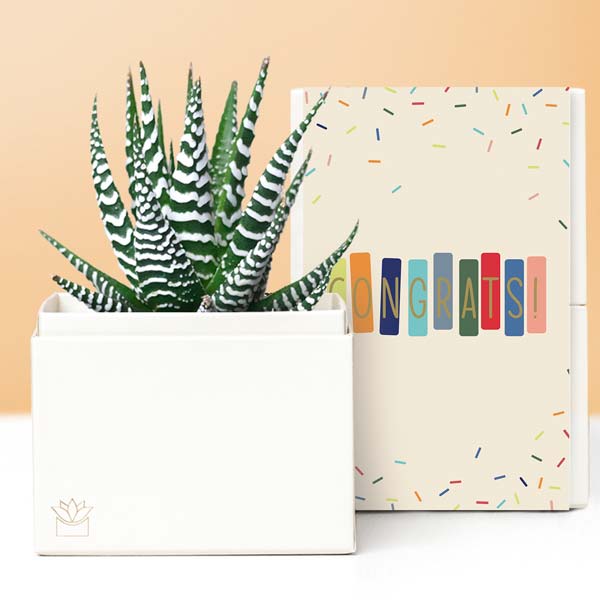 Lula's Garden ® Sending Congratulations Zebra Succulent Plant