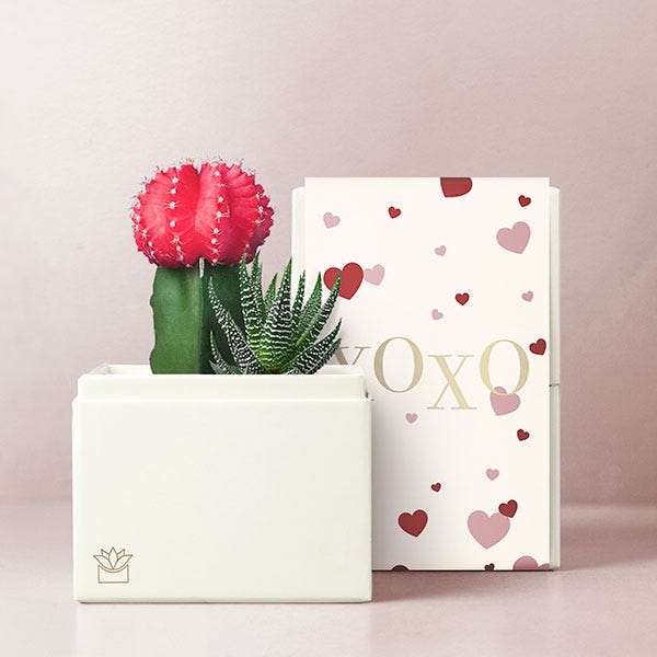 Lula's Garden ® XOXO Rosé Succulent Garden