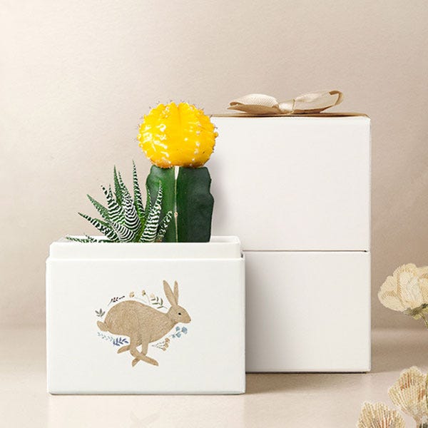Lula's Garden ® Easter Ray Succulent Garden