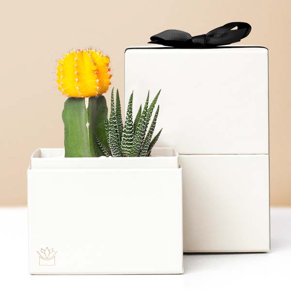 Lula's Garden ® Sunny Forever Succulent Gift