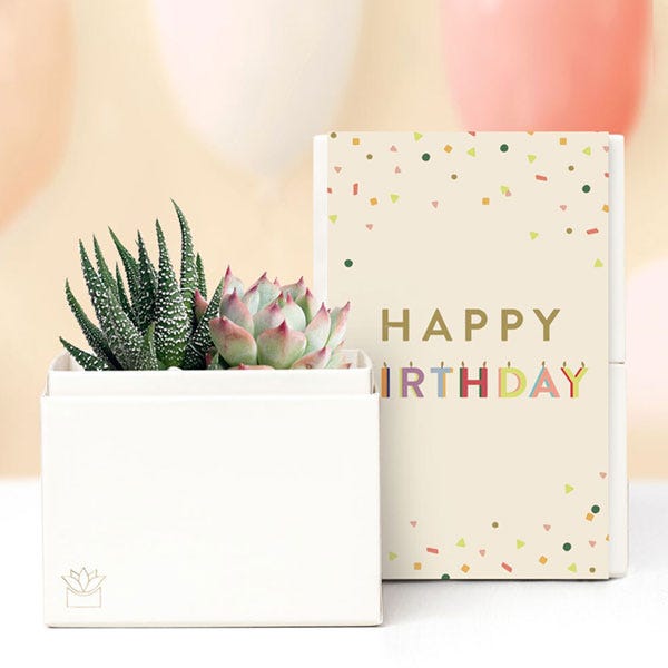 Lula's Garden ® Birthday Glow Succulent Gift Set
