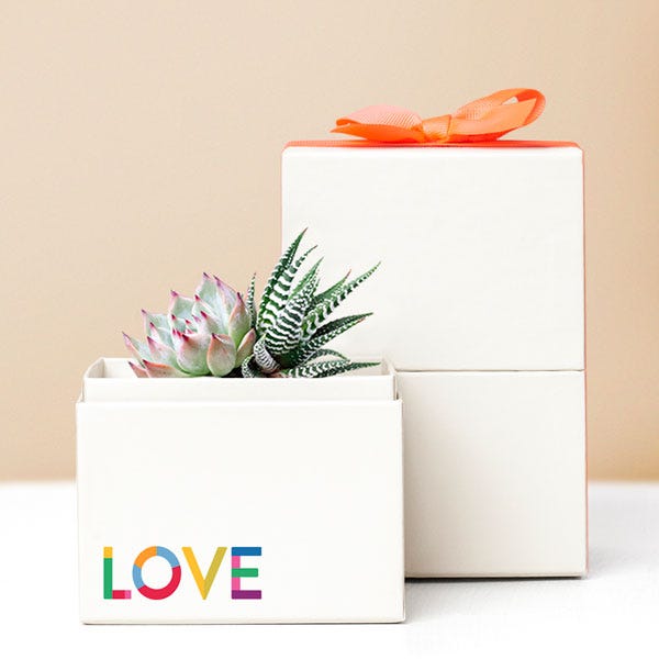 Lula's Garden ® Pride Month Celebration Glow Garden