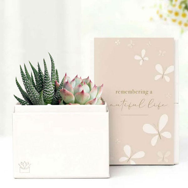 Remembering a Beautiful Life Lula's Garden ® Glow Succulent Gift