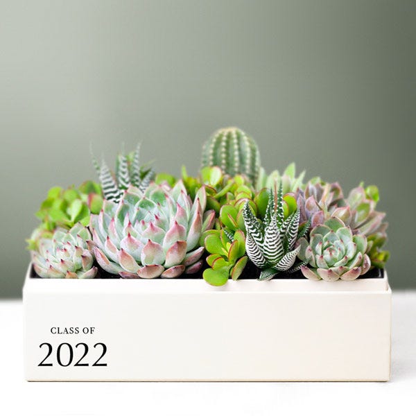Lula's Garden® Class of 2022! Lush Succulent Garden