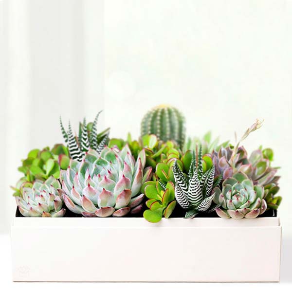 Remembering a Beautiful Life Lula's Garden ® Lush Succulent Gift