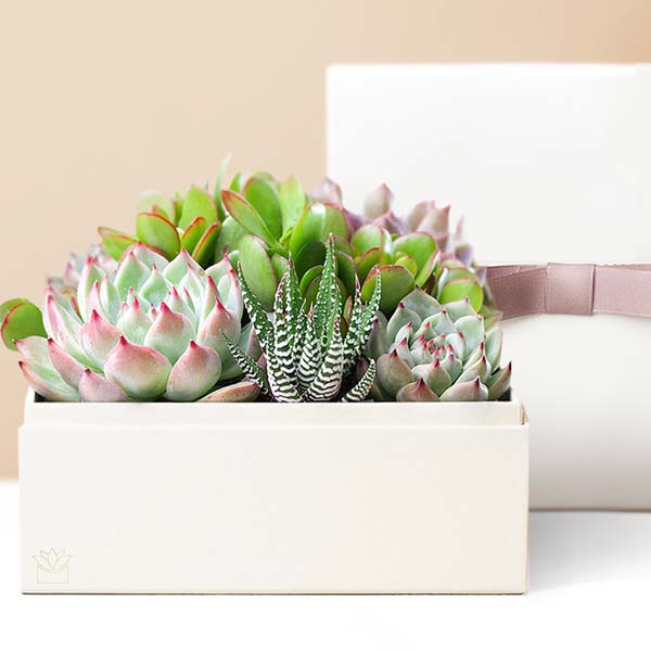 Lula's Garden ® Urban Succulent Garden