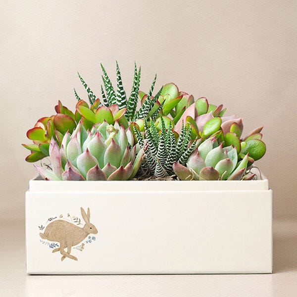 Lula's Garden ® Easter Urban Succulent Garden