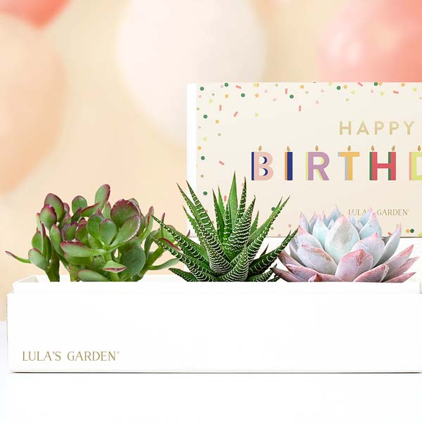 Lula's Garden ® Happy Birthday Verdant Succulent Gift