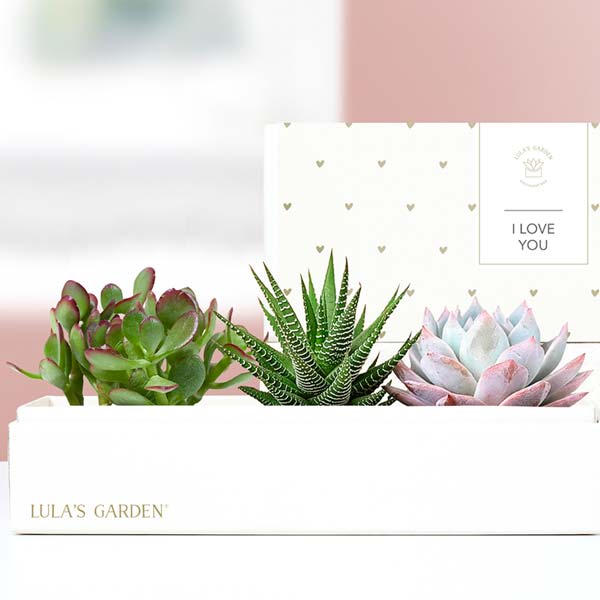 Lula's Garden ® I Love You Verdant Succulent Gift
