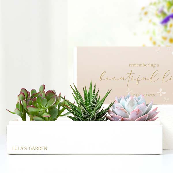 Remembering a Beautiful Life Lula's Garden ® Verdant Succulent Gift