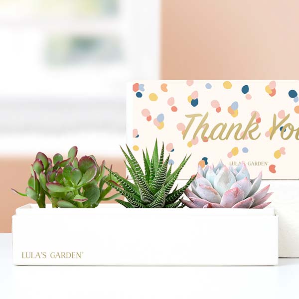 Lula's Garden ® Thank You Verdant Succulent Gift
