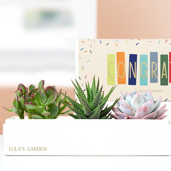 Lula's Garden ® Congratulations Verdant Succulent Gift